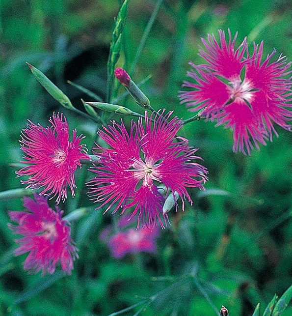 カワラナデシコ　7.5cmﾎﾟｯﾄ