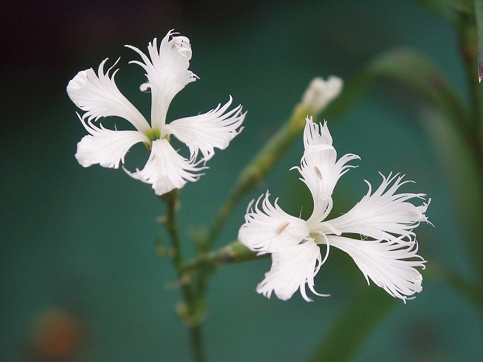 白花カワラナデシコ　9cmﾎﾟｯﾄ
