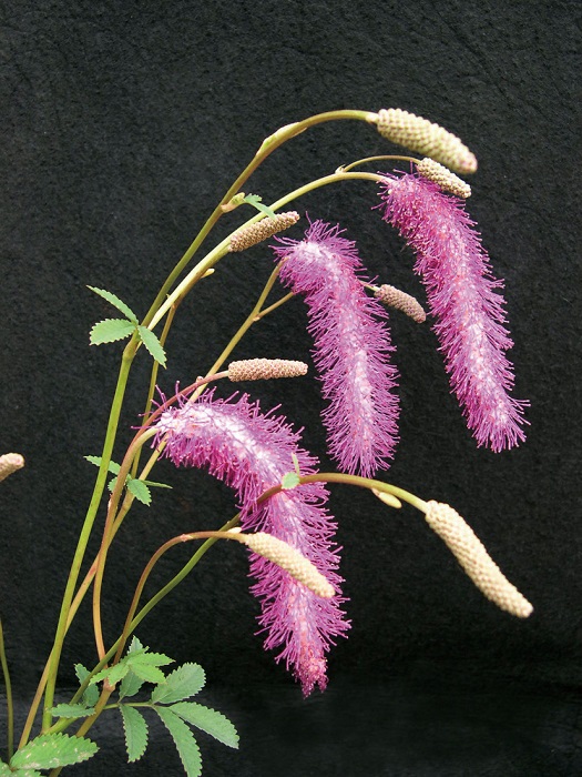 カライトソウ　9cmﾎﾟｯﾄ