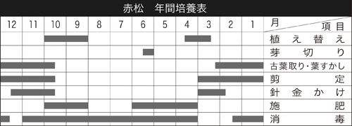 赤松〔千寿姫〕 | 盆栽、盆栽書籍、盆栽鉢の通販│近代出版