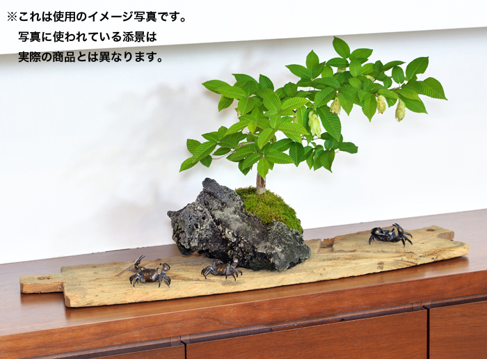 添景「蟹」3点セット | 盆栽、盆栽書籍、盆栽鉢の通販│近代出版 添景「蟹」3点セット | 盆栽、盆栽書籍、盆栽鉢の通販│近代出版