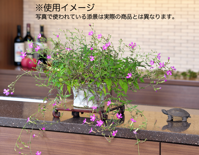 陶器製添景「亀」 | 盆栽、盆栽書籍、盆栽鉢の通販│近代出版