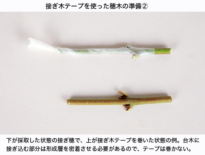 園芸用接ぎ木テープ 盆栽 盆栽書籍 盆栽鉢の通販 近代出版