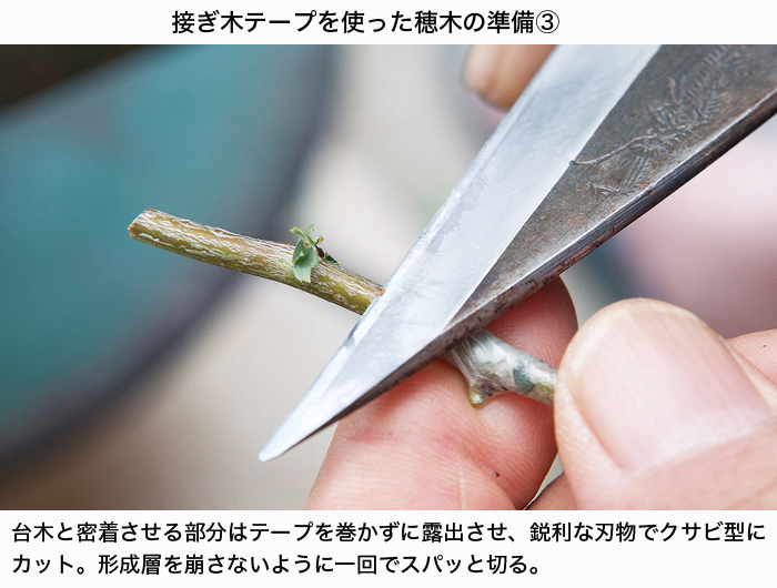 園芸用接ぎ木テープ 盆栽 盆栽書籍 盆栽鉢の通販 近代出版