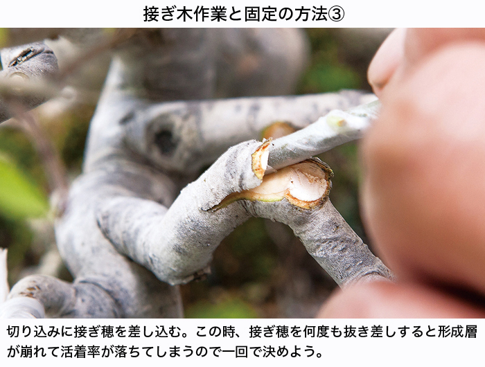 園芸用接ぎ木テープ 盆栽 盆栽書籍 盆栽鉢の通販 近代出版