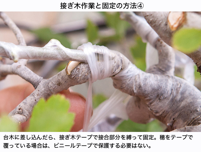 園芸用接ぎ木テープ 盆栽 盆栽書籍 盆栽鉢の通販 近代出版