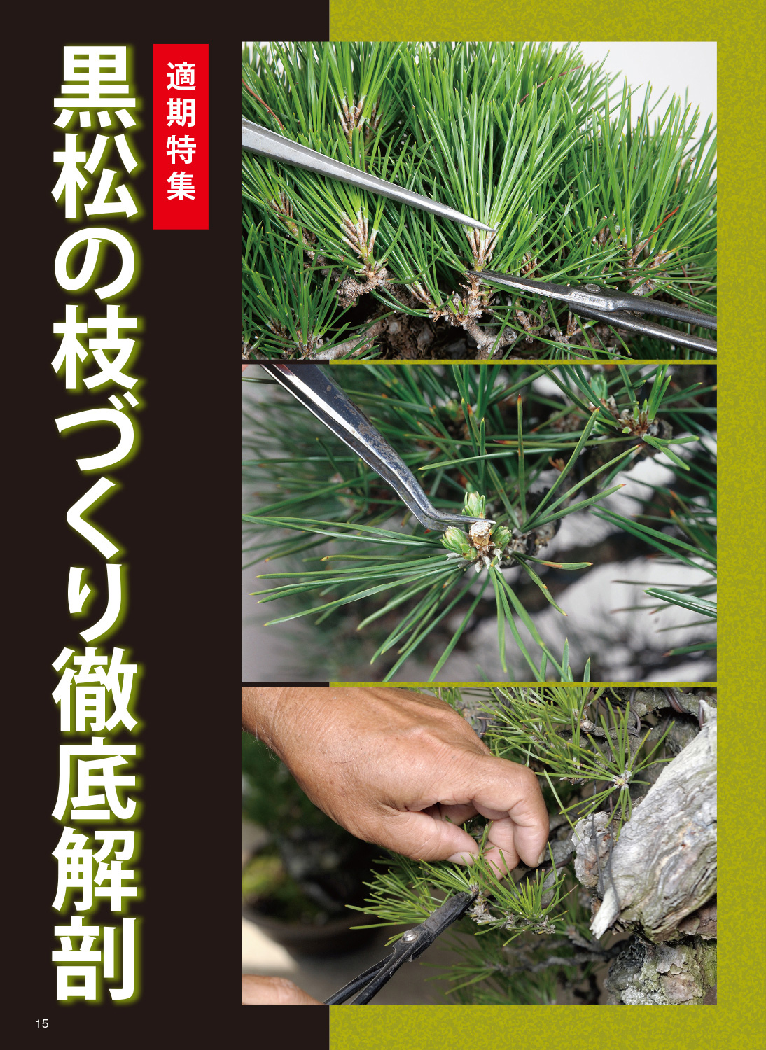 即決】近代盆栽 増刊 黒松のすべて Ⅰ・Ⅱ・Ⅲ - 花・園芸