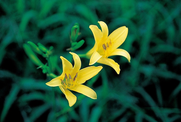 ユウスゲ　9cmﾎﾟｯﾄ