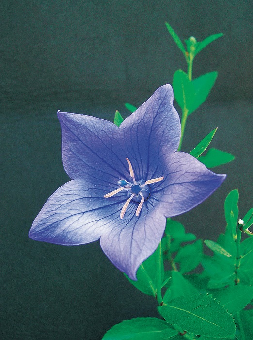 キキョウ野生種　7.5cmﾎﾟｯﾄ