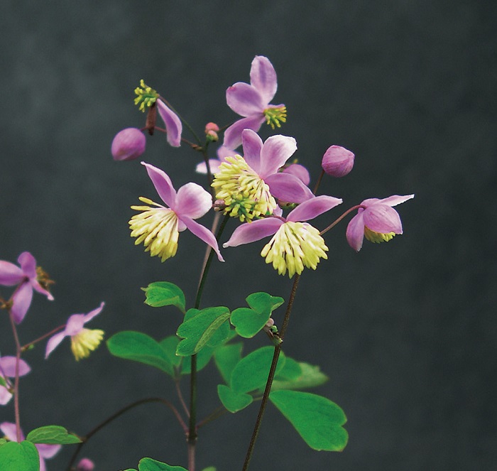 シキンカラマツ　9cmﾎﾟｯﾄ