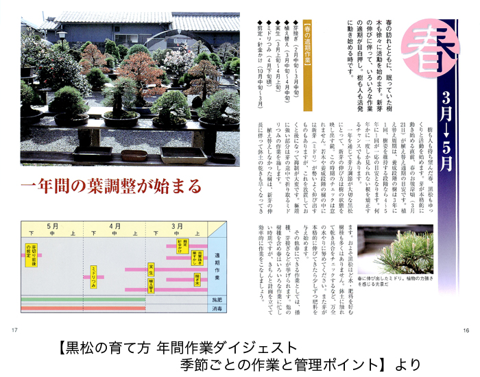 黒松の育て方 | 盆栽、盆栽書籍、盆栽鉢の通販│近代出版