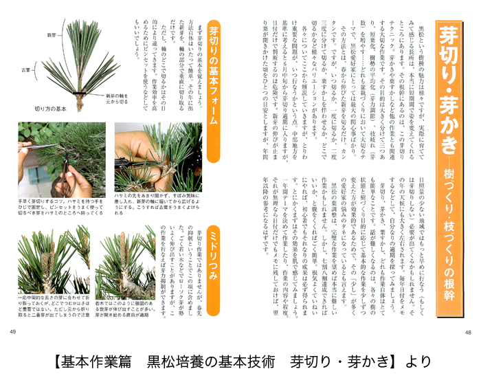 黒松の育て方 盆栽 盆栽書籍 盆栽鉢の通販 近代出版