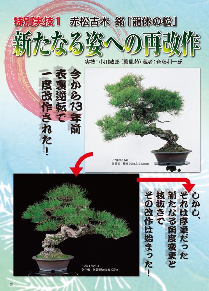 月刊「近代盆栽」2020年7月号 | 盆栽、盆栽書籍、盆栽鉢の通販
