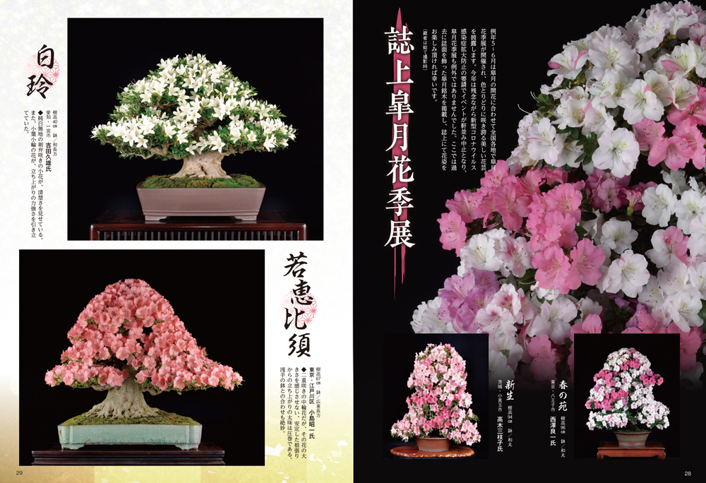 月刊「近代盆栽」2020年7月号 | 盆栽、盆栽書籍、盆栽鉢の通販