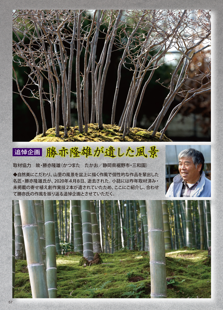 月刊「近代盆栽」2020年7月号 | 盆栽、盆栽書籍、盆栽鉢の通販 月刊「近代盆栽」2020年7月号 | 盆栽、盆栽書籍、盆栽鉢の通販