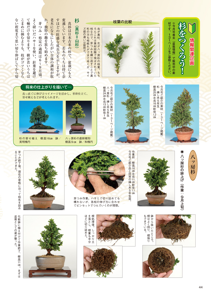 月刊 近代盆栽 21年3月号 盆栽 盆栽書籍 盆栽鉢の通販 近代出版