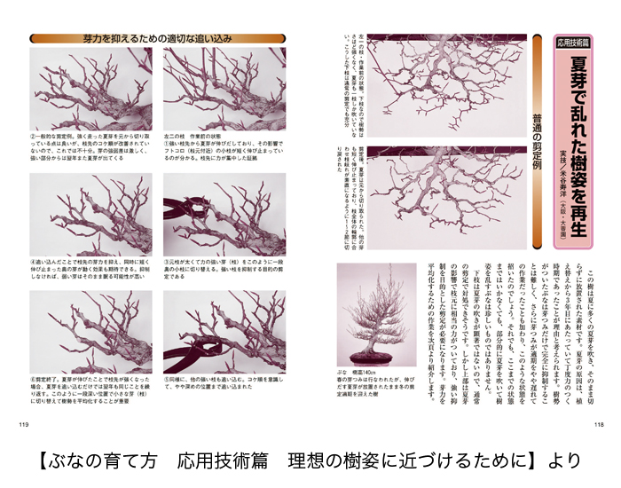 山もみじ ぶなの育て方 盆栽 盆栽書籍 盆栽鉢の通販 近代出版