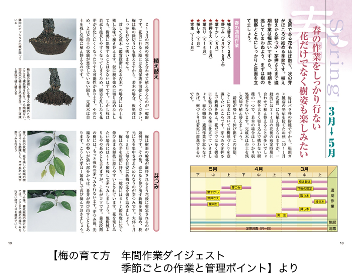 梅・長寿梅の育て方 | 盆栽、盆栽書籍、盆栽鉢の通販│近代出版