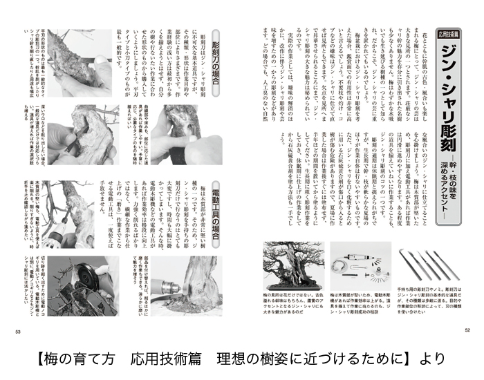 梅・長寿梅の育て方 | 盆栽、盆栽書籍、盆栽鉢の通販│近代出版