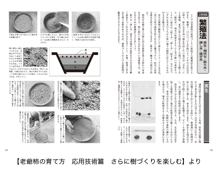 老爺柿 きんずの育て方 盆栽 盆栽書籍 盆栽鉢の通販 近代出版