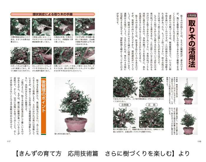 老爺柿・きんずの育て方 | 盆栽、盆栽書籍、盆栽鉢の通販│近代出版