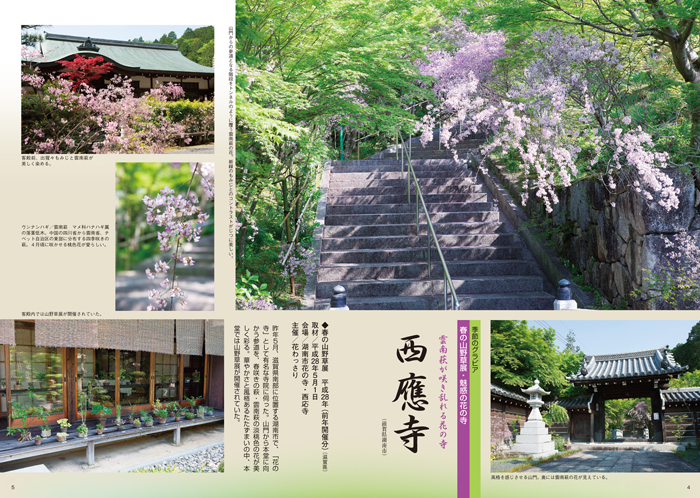 隔月刊「山野草とミニ盆栽」17年陽春号 | 盆栽、盆栽書籍、盆栽 隔月刊「山野草とミニ盆栽」17年陽春号 | 盆栽、盆栽書籍、盆栽