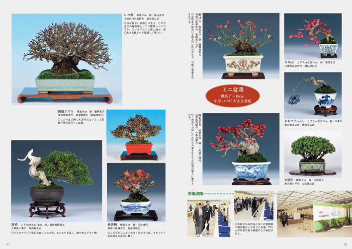 ミニ盆栽鉢 桑津香石 絵鉢 山野草 小品盆栽