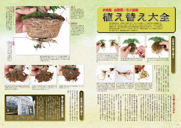 隔月刊「山野草とミニ盆栽」17年早春号 | 盆栽、盆栽書籍、盆栽