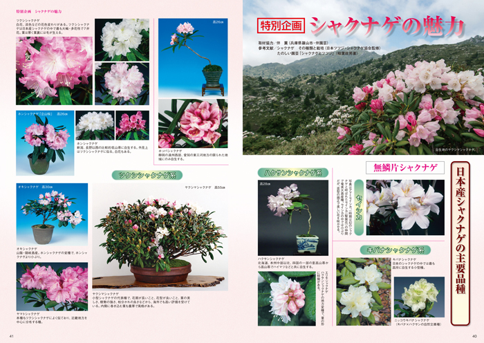 隔月刊「山野草とミニ盆栽」17年早春号 | 盆栽、盆栽書籍、盆栽