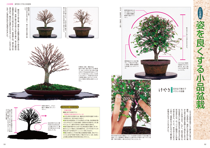 庄八 盆栽鉢 ミニ盆栽 小品盆栽 山野草