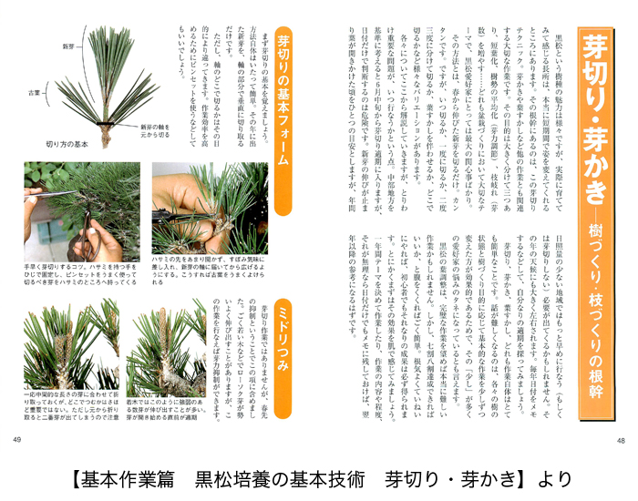 盆栽の2大人気樹種 五葉松と黒松の育て方2冊セット 盆栽 盆栽書籍 盆栽鉢の通販 近代出版