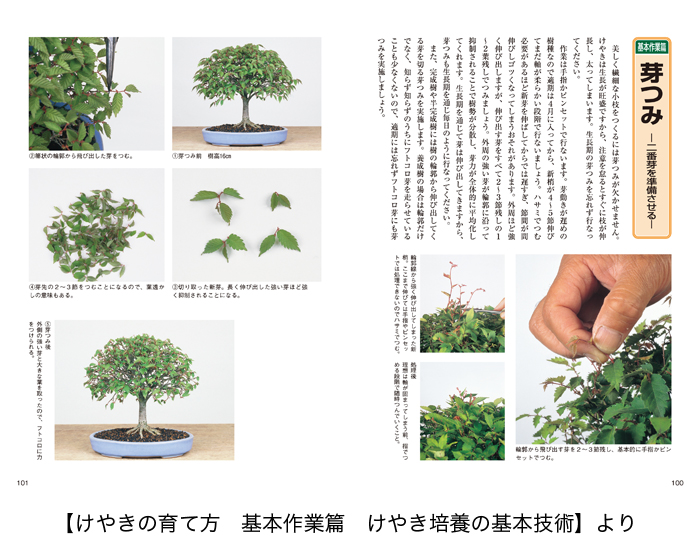 盆栽を代表する葉物盆栽 山もみじ・ぶな・楓・けやきの育て方2冊セット ...