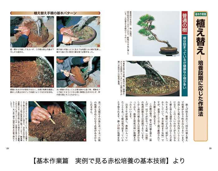 盆栽と言えば松柏盆栽 五葉松・黒松・赤松・真柏・杜松の育て方4 盆栽と言えば松柏盆栽 五葉松・黒松・赤松・真柏・杜松の育て方4