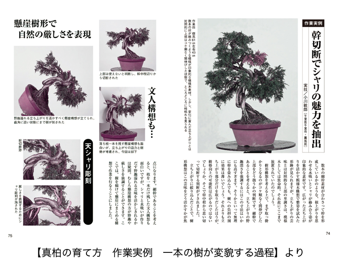 【最大級】迫力満点の黒松盆栽★ 五葉松 赤松 真柏 杜松