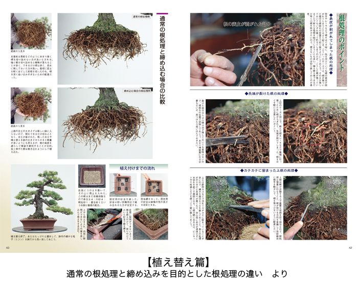 盆栽の2大人気樹種 黒松と五葉松を極める2冊セット | 盆栽、盆栽書籍 ...