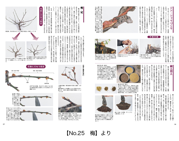 小品盆栽36種徹底紹介 下巻 | 盆栽、盆栽書籍、盆栽鉢の通販