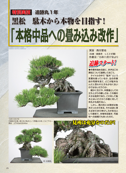 月刊「近代盆栽」2017年1月号 | 盆栽、盆栽書籍、盆栽鉢の通販