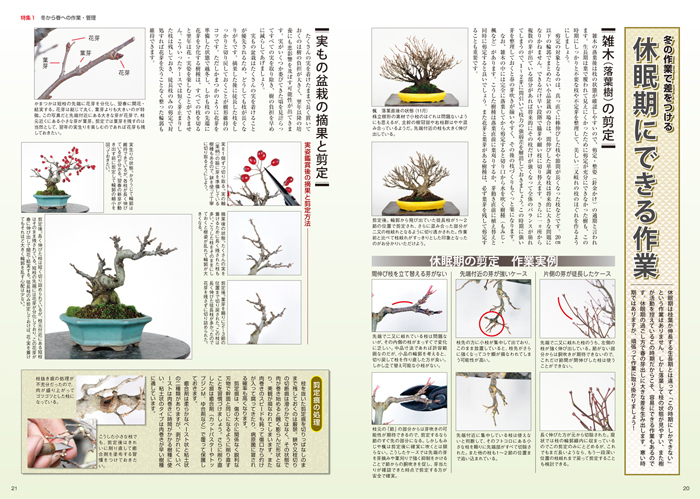 隔月刊「山野草とミニ盆栽」17年新春号 | 盆栽、盆栽書籍、盆栽鉢の