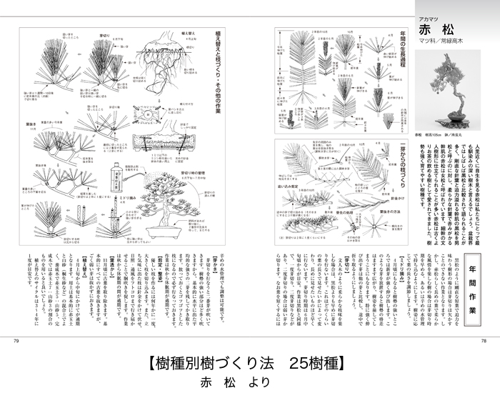 盆栽入門マニュアル2〔図解篇〕 | 盆栽、盆栽書籍、盆栽鉢の通販