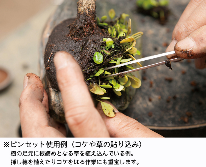 お金を節約 松葉取り用ピンセット 直