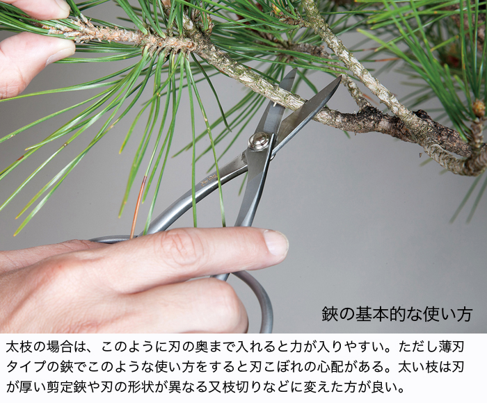ステンレス芽切り鋏 盆栽 盆栽書籍 盆栽鉢の通販 近代出版