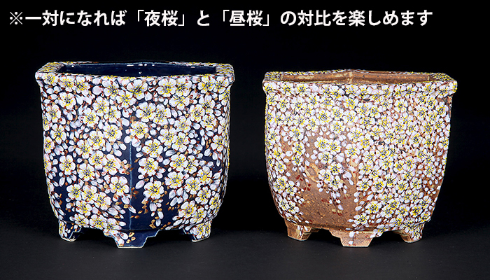 六代渋草柳造浮絵桜図六角鉢 | 盆栽、盆栽書籍、盆栽鉢の通販