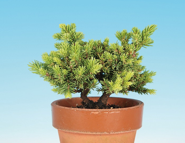 蝦夷松 (エゾマツ、大品盆栽)