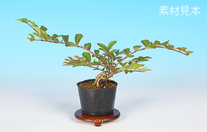 島百日紅（紫花）