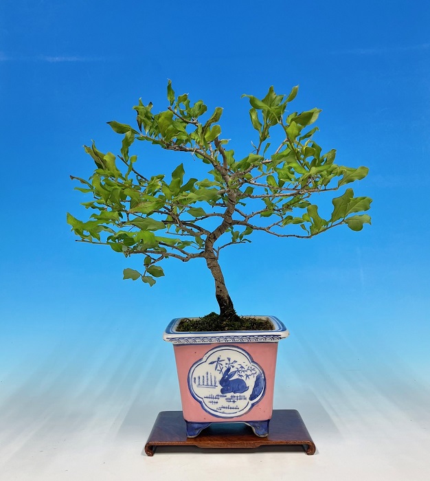 宮島五葉松 [模様木] 小品盆栽 宮島五葉松盆栽 9-9-3 宮島五葉松 [模様木]