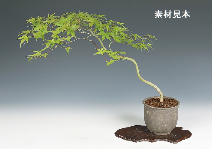 黄段泥 三角三脚紫砂盆 盆栽鉢 煩わしい 植木鉢 小品盆栽鉢 大品