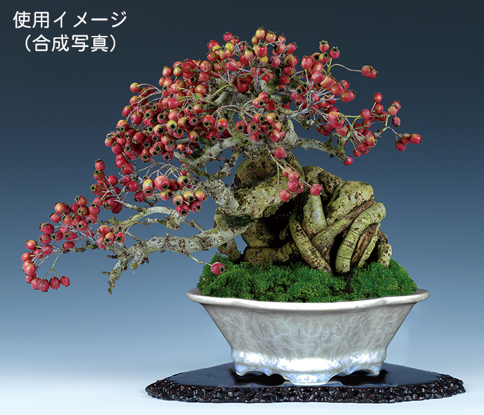 平安泉山白花結晶木瓜式鉢(大) | 盆栽、盆栽書籍、盆栽鉢の通販