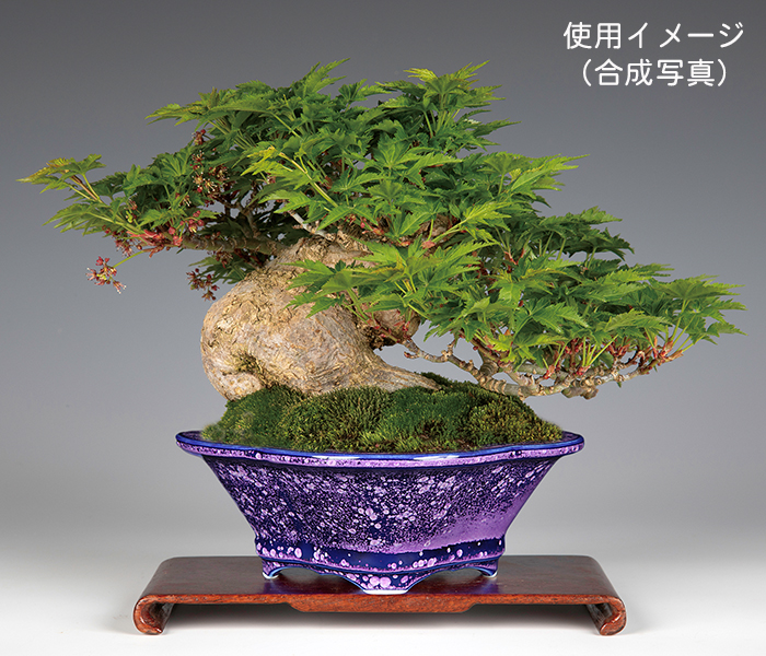 Amazon | 【盆栽鉢】 時代鉢 松泉焼山秋作 紫泥額入八角鉢（径30cm ホツ微）いよじ園 | 鉢
