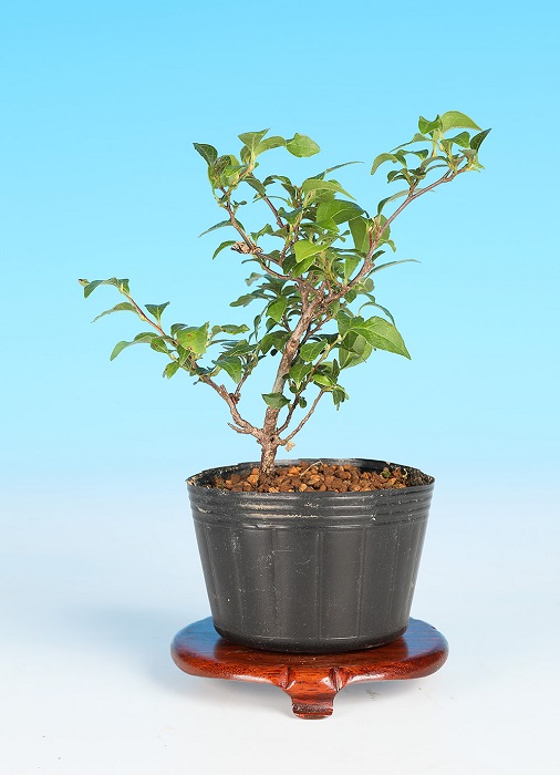 紅花極姫性えごのき