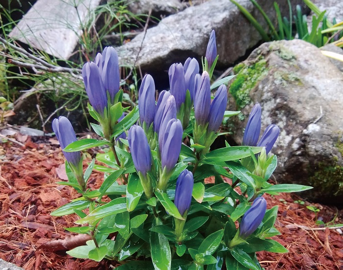 ヒメリンドウ　7.5cmﾎﾟｯﾄ